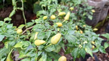 Tarım ve Tarım Projeleri İçin Rain Rawit Chili Tarımında Yeşillik Bitkisinin Yeşillik Sahnesinde Yüksek Kaliteli Fotoğrafı