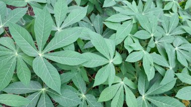 Manihot Esculenta) Mandscape View 'da Cassava Leaves with Çoklu Branş (Manihot Esculenta), Natural Background, Wallpapers ve High-Quality Nature Fotoğrafçılık için ideal