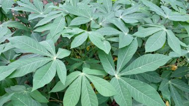 Manihot Esculenta) Mandscape View 'da Cassava Leaves with Çoklu Branş (Manihot Esculenta), Natural Background, Wallpapers ve High-Quality Nature Fotoğrafçılık için ideal