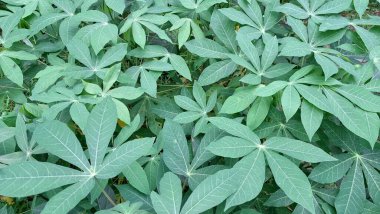 Manihot Esculenta) Mandscape View 'da Cassava Leaves with Çoklu Branş (Manihot Esculenta), Natural Background, Wallpapers ve High-Quality Nature Fotoğrafçılık için ideal