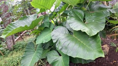 Taze Yeşil Taro Bitkisi Yaprak Botanik Doğası Detaylı Doku Colocasia Esculenta Yakın plan Doğal Duvar Kağıdı Tropikal Yaprak Fotoğrafı