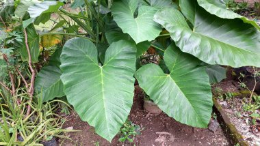 Yeşil Taro Yaprağı Botanik Arkaplan Colocasia Esculenta Kapalı Bahçe Yeşilliği Duvar Kağıdı, Sağlık Kavramları, Çevre Tasarımı, Organik Temalar