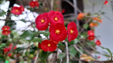 Dikenli Kırmızı Taç Çiçekleri (Euphorbia milii) Güneş Işığı Detaylarında Çiçek açıyor