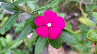 Canlı pembe Periwinkle çiçeğinin (Catharanthus roseus) geleneksel bitkisel tıpta kullanılan ve esnekliğiyle bilinen tropikal bir süs bitkisi olan su damlacıklarıyla yakın çekimi.