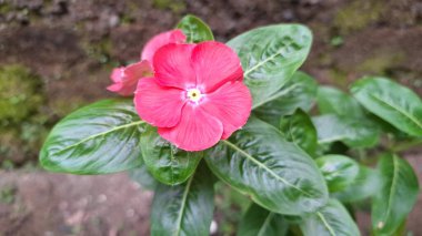 Güzel pembe Vinca çiçeği (Catharanthus roseus) yağmur damlaları ve yemyeşil yapraklı, dayanıklılığı sembolize eden ve geleneksel iyileştirme amaçları ve dekorasyonu için yaygın olarak yetiştirilen