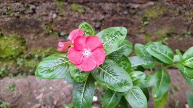 Geleneksel tıpta kullanılan popüler bir tropikal çiçek bitkisi olan su damlacıkları ile canlı pembe Periwinkle çiçeği (Catharanthus roseus).