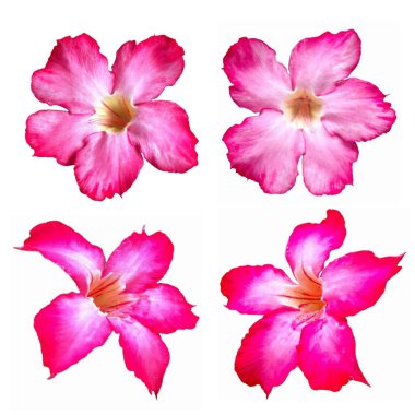 Beyaz ve Mor Taçyapraklı çarpıcı Adenyum Obesum Çiçeği Saf Beyaz Arkaplanda İzole Edildi