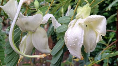 Sarkık Beyaz Sesbanya görkemli çiçekleri, yemyeşil yeşillik bir zemin üzerinde çarpıcı bir görsel ekran oluşturur