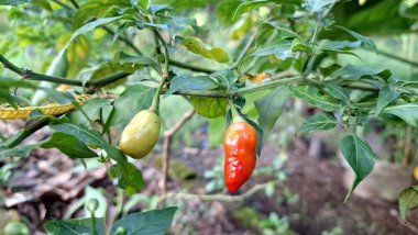 Tarım ve Tarım Projeleri İçin Rain Rawit Chili Tarımında Yeşillik Bitkisinin Yeşillik Sahnesinde Yüksek Kaliteli Fotoğrafı