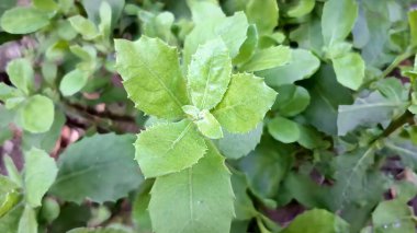 Canlı yeşil Pluchea indica ya da Hint kafur yaprağı, geleneksel Asya tıbbında tedavi amaçlı ve iltihap önleyici amaçlar için kullanılan aromatik bitki.
