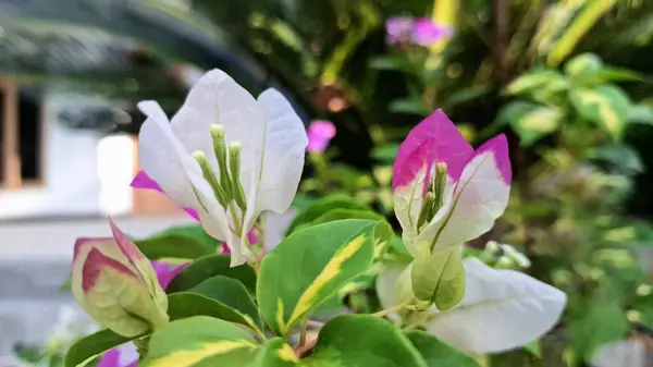 Canlı Beyaz ve Pembe Varyasyonlu Bougainvillea Glabra Çiçeklerinin Kapalı Çekimi Doğal Güneş Işığında Hassas Renkler Görünüyor