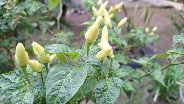 Молодые, яркие светло-зеленые перцы чили, растущие на здоровом растении, означают ранние стадии развития свежих продуктов.