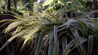 Yeşil ve beyaz çizgili klorofilyum kombine örümcek bitkisi tropikal ev bahçesinde saksıda yetişiyor. Ev bitkisi yetiştirmek ve bahçeyi süslemek için ideal.