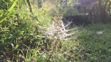 Beyaz Java Çay Çiçeği (Orthosiphon aristatus) Bush in Pot Salıncak Sabah Rüzgarı Ev Bahçesi, Yüksek Kaliteli Doğa Görüntüleri