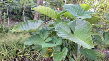 Botanik Projeleri, Eko Posterleri, Doğa Teması için Taze Taro Yaprağı Yakın Çekim Kolocasia Esculenta Bitki Dokusunun Yeşil Tropikal Yaprak Arkaplanı Makro Fotoğrafları