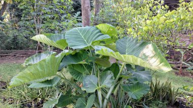 Taze Yeşil Taro Bitkisi Yaprak Botanik Doğası Detaylı Doku Colocasia Esculenta Yakın plan Doğal Duvar Kağıdı Tropikal Yaprak Fotoğrafı