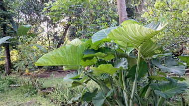 Yeşil Taro Yaprağı Botanik Arkaplan Colocasia Esculenta Kapalı Bahçe Yeşilliği Duvar Kağıdı, Sağlık Kavramları, Çevre Tasarımı, Organik Temalar