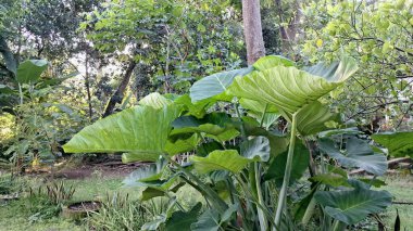 Yeşil Çevre Teması, Bitki Teması, Tropikal Tasarım ve Doğa Posterleri için Doğal Açık Botanik Colocasia Esculenta Bitkisi Dokusuna Taro Yaprak Kapanışı