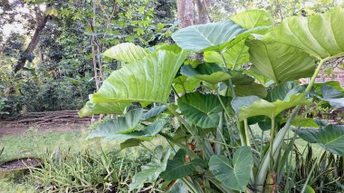 Yeşil Çevre Teması, Bitki Teması, Tropikal Tasarım ve Doğa Posterleri için Doğal Açık Botanik Colocasia Esculenta Bitkisi Dokusuna Taro Yaprak Kapanışı