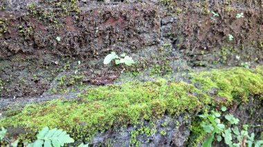 Yeşil yosunların eski ve yıpranmış bir duvarda yetiştiği yosunlu tuğlaların dokulu desenlerini keşfedin ve eşsiz bir doğal arka plan oluşturun.