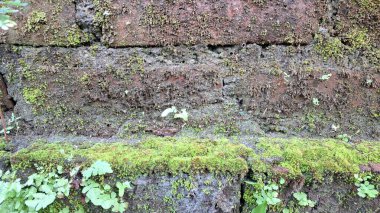 Eski tuğlalar ve yeşil yosunların doğal bileşimi dokulu ve organik bir yüzey yaratır. Zaman ve doğayı resmeden arka planlar için mükemmeldir.