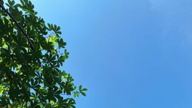 Parlak mavi gökyüzü ve güneşli bulutlar ile yemyeşil yapraklar, duvar kağıdı, afiş veya ürün sunumu için ideal