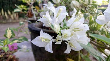 Sersemletici Bougainvillea Glabra Variegata 'nın Kapalı Çekimi Tamamen Çiçekli Beyaz Yapraklar Doğal Güneş Işığı Altında Bir Tropik Açık Bahçe Bahçesinde
