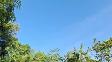 Parlak mavi gökyüzü ve canlı yeşil yapraklar güneşli bir günde çekilen tropikal ağaçtan açık hava hava koşulları için ideal çevre seyahati ve doğa tasarım projeleri için.