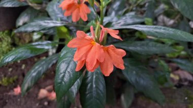 Bahçede büyüyen yaprakların üzerindeki su damlacıklarıyla güzel şeftali rengi kestane fişeği Crossandra botanik çiçekleri, bahçeler ve tropikal bitkiler için idealdir.