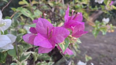 Beyaz ve Pembe Taçyapraklı Bougainvillea Glabra 'nın Güzel Yakın Çekimi Rüzgâr Bahçesinde Yavaşça Sallanan Doğa Arkaplanı Tropikal Yapraklar ve Güneş Işığı