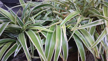 Beyaz Kenarlı Yeşil Örümcek Bitkisi Doğal Dekorasyon, Ev Bahçesi, Ofis Alanları ve Çevre dostu Botanik Kavramları İçin Yüksek Kaliteli Ev Bitkisi Yapıyor