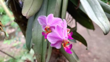 Büyüleyici Beyaz ve Mor Doritaenopsis Orkide Çiçeği, Zarif Phalaenopsis Melez Doğal Ayar Güzelliği ve Şatafatı Sembolize Ediyor