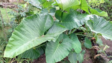 Yeşil Taro Yaprağı Botanik Arkaplan Colocasia Esculenta Kapalı Bahçe Yeşilliği Duvar Kağıdı, Sağlık Kavramları, Çevre Tasarımı, Organik Temalar