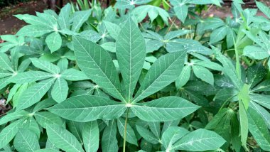 Lush Green Cassava Leaves (Manihot esculenta) Yoğun Tropikal Yaprak Arkaplanı, Doğal Duvar Kağıtları ve Botanik Resimleri İçin İdeal.