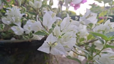 Beyaz Bougainvillea Çiçekleri Tropikal Rüzgarda Hafif Esinti Yeşil Bahçe Teması Çiçek Özgeçmişi ve Rahatlatıcı Videolar İçin İdeal Yakın Görüntüde