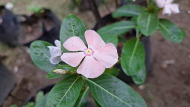 Çiyli Madagaskar Periwinkle Çiçek Pembe Vinca 'nın Yakından Yeşil Yapraklar