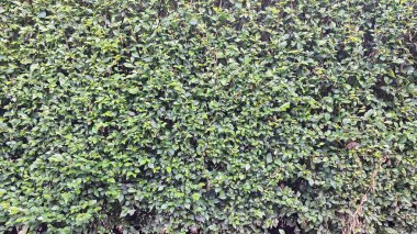 Yeşilli Yeşil Acalypha Siamensis Çit Ayrıntıları: Canlı Doğal Dekoratif Arkaplan ve Canlı Ekran