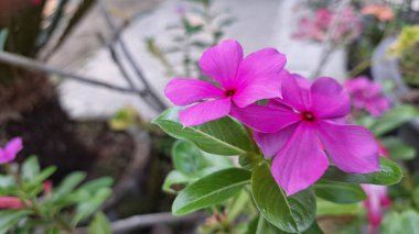 Güzel Pembe Pembe Periwinkle Çiçeği Tropikal İlaç Tesisi