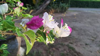 Beyaz ve Pembe Varyasyonlu Bougainvillea Glabra Çiçekleri Güneş Işığı Tropikal Kağıt Fabrikası Kapalı Kapalı Bölgede Çiçek Açar