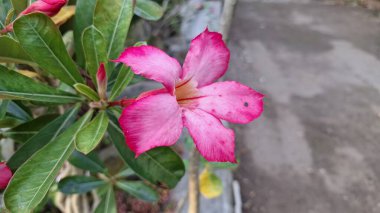 Şaşırtıcı pembe Çöl Gülü (Adenium obesum) çiçeğinin bulanık bir arkaplanı, süsleme cazibesini ve benzersiz biçimini vurguluyor.