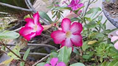 Şaşırtıcı pembe Çöl Gülü (Adenium obesum) çiçeğinin bulanık bir arkaplanı, süsleme cazibesini ve benzersiz biçimini vurguluyor.