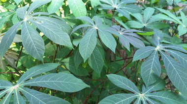 Taze Cassava 'nın Yakın Çekimi Yepyeni Bir Tropikal Tepe Yaprakları Doğa Temalı Arkaplan ve Organik Tasarım Projeleri İçin Mükemmel