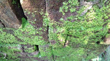 Yeşil yosunların eski ve yıpranmış bir duvarda yetiştiği yosunlu tuğlaların dokulu desenlerini keşfedin ve eşsiz bir doğal arka plan oluşturun.