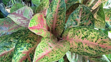 Mermer pembe ve yeşil yapraklı Aglaonema ve Caladium 'un dekoratif yaprakları, estetik ve doğal hava temizliği için egzotik kapalı bitkiler.
