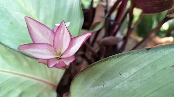 Tropikal bahçede açan egzotik pembe ve beyaz Goeppertia loeseneri çiçeklerinin yakın plan çekimi, canlı braketler, yemyeşil yeşillikler ve süs süsleri.