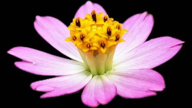 Doğa Temalı Sanat İçin Temiz Siyah Arkaplanda Güzel Mor Kenikir Çiçeği (Cosmos caudatus) izole edildi