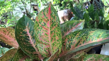 Pembe, beyaz ve yeşil desenli renkli ev bitkileri.