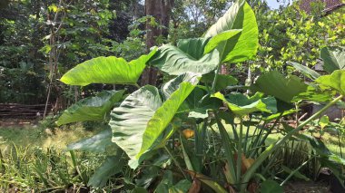 Taze Yeşil Taro Yaprağının Yakın Çekimi Görünür Damarlar Botanik Yaprak Doku Doğa Duvar Kağıdı, Tropikal Bitkiler ve Çevre Temalı Tasarımlar