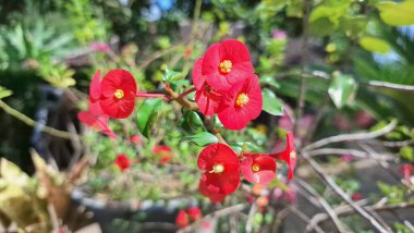 Sersemletici kırmızı dikenli taç (Euphorbia milii) çiçekleri, canlı renkleri ve eşsiz çiçekli yapılarını vurgulayarak tam çiçeklenmiştir..