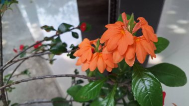 Canlı turuncu Firecracker Flowers 'ın (Crossandra infundibuliforis) doğal ışık altında güzel bir şekilde çiçek açarak benzersiz formlarını gösterirler.